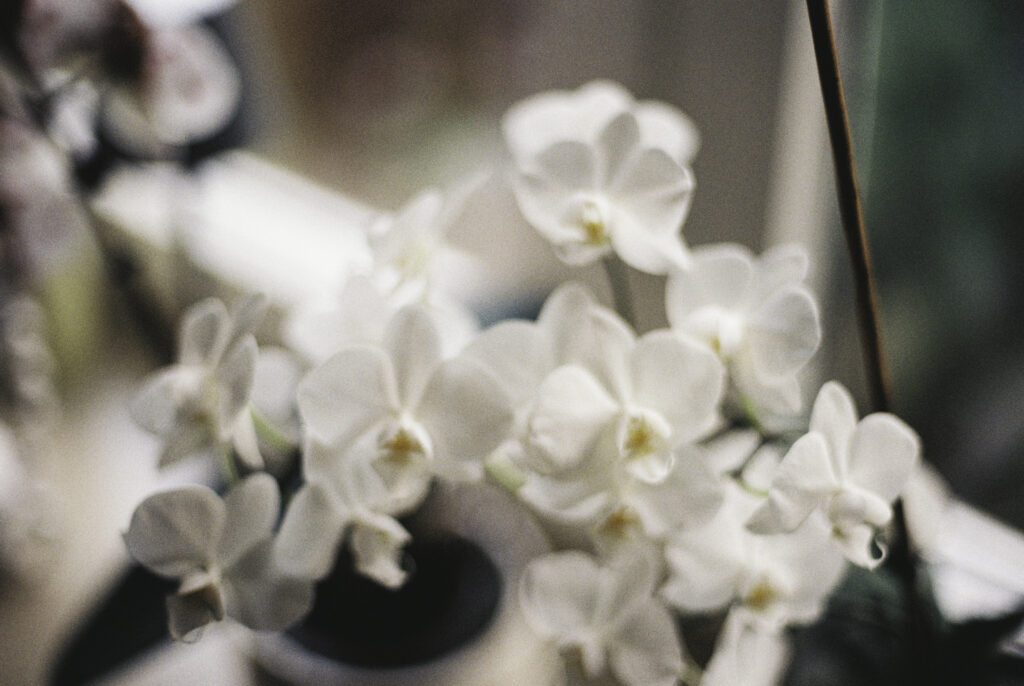 Image gallery image