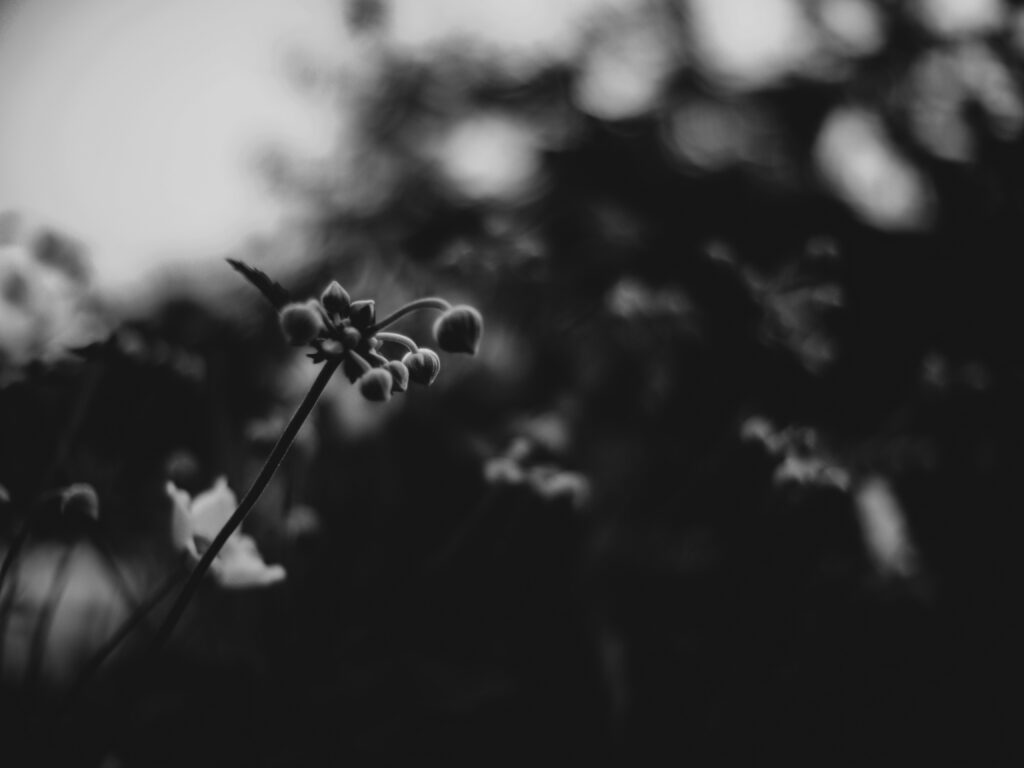 Image gallery image