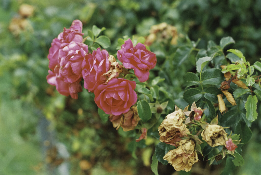 Blumen