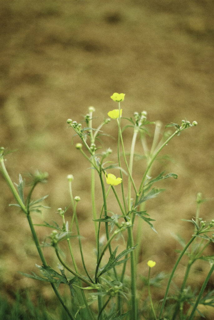 Image gallery image